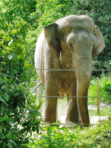 L'éléphant d'Asie elephas maximus