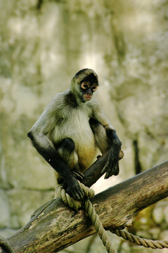 queue préhensile, central american spider monkey
