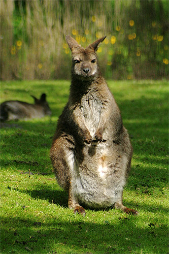 red-necked wallaby, macropus rufogriseus