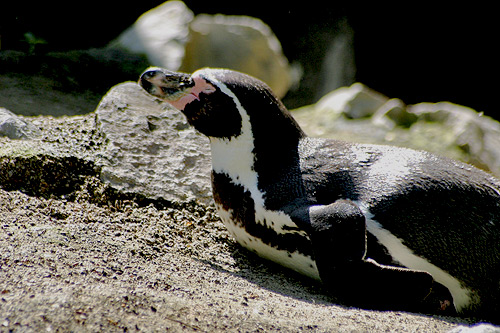 manchot de magellan, humboldt penguin